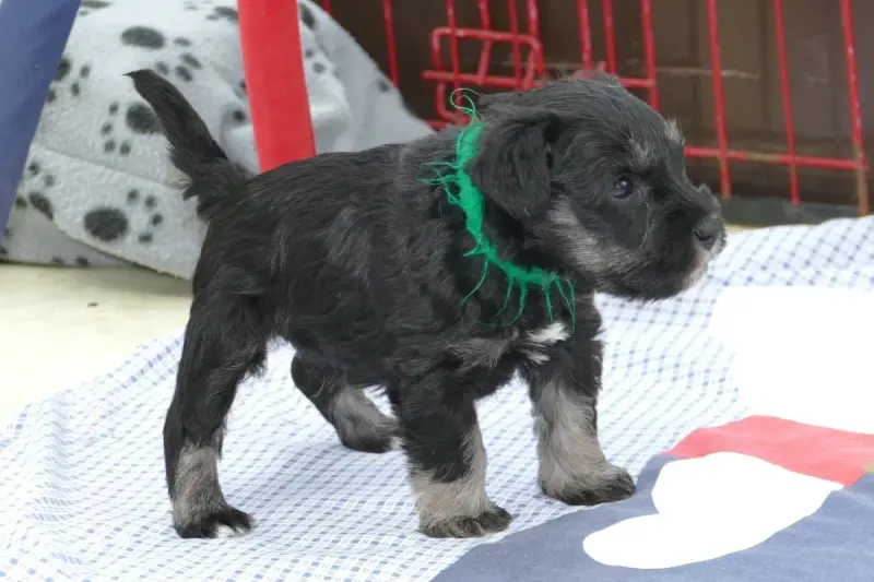 Portée de Schnauzer nain, élevage Des Iris Bleus