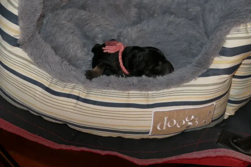 Bachelorette Poppy, Schnauzer nain, élevage Des Iris Bleus