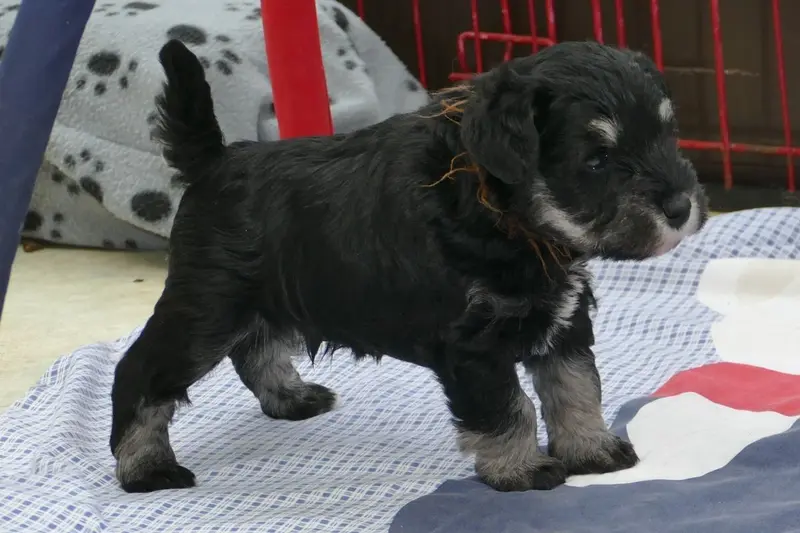 Portée de Schnauzer nain, élevage Des Iris Bleus