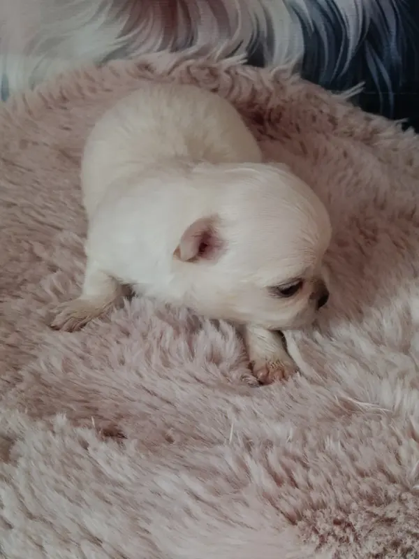 bianca, Chihuahua, élevage Du Royaume de Casabelle
