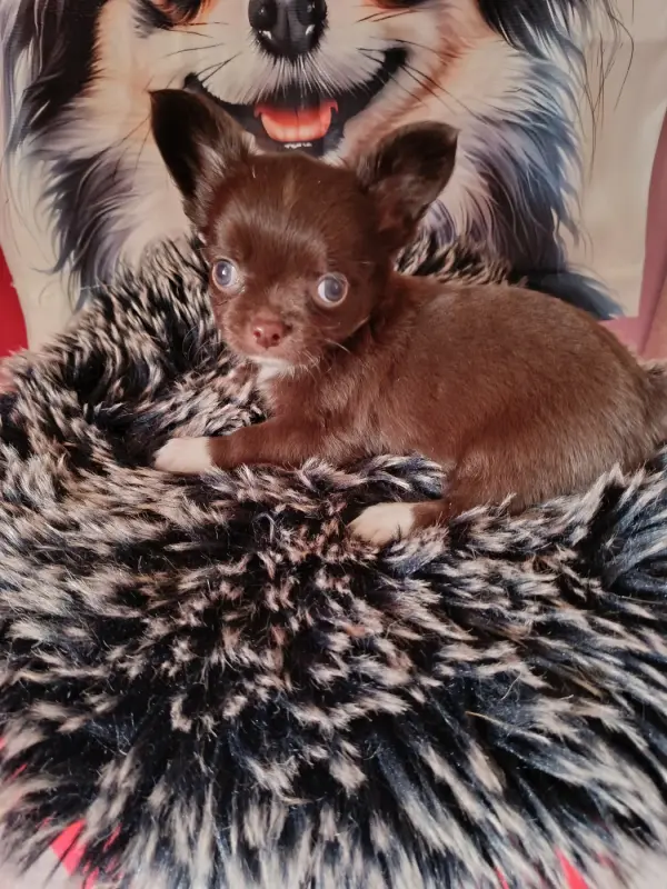 Portée de Chihuahua, élevage Du Royaume de Casabelle