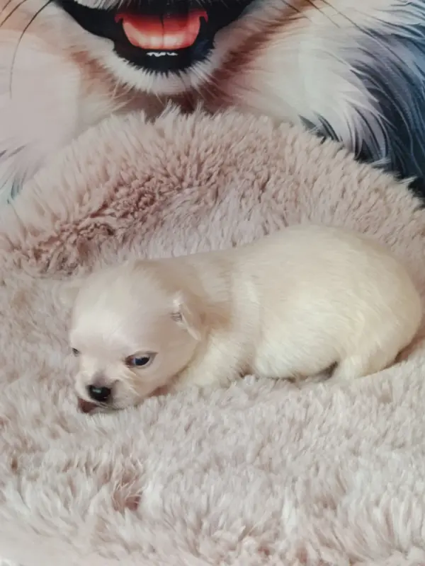 bier, Chihuahua, élevage Du Royaume de Casabelle