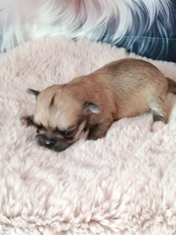 browy, Chihuahua, élevage Du Royaume de Casabelle