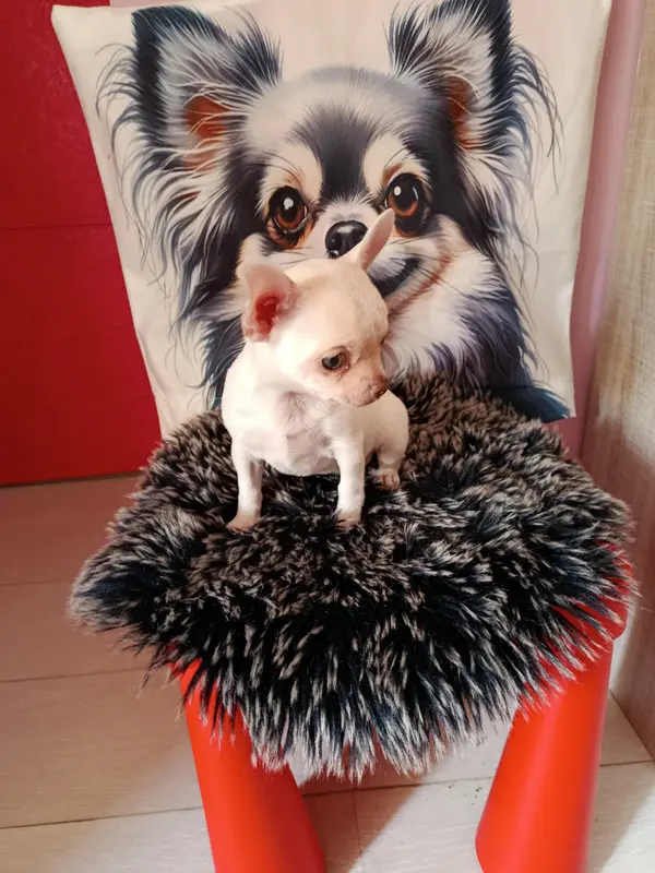 Portée de Chihuahua, élevage Du Royaume de Casabelle