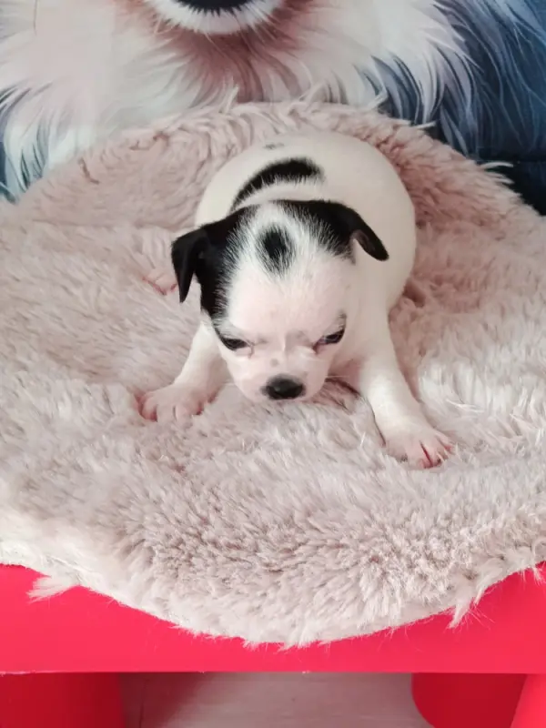 bambi, Chihuahua, élevage Du Royaume de Casabelle