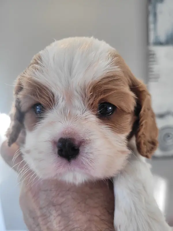 Portée de Cavalier King Charles, élevage Du Domaine du Grand Saule