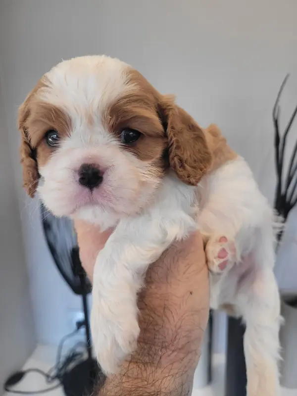 Chiot, Cavalier King Charles, élevage Du Domaine du Grand Saule