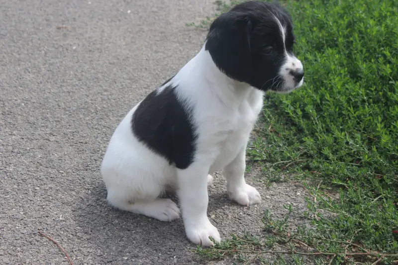 Photo de l'élevage Des t'Chiots Picards