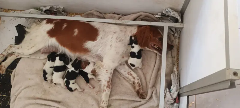 Photo de l'élevage Des t'Chiots Picards
