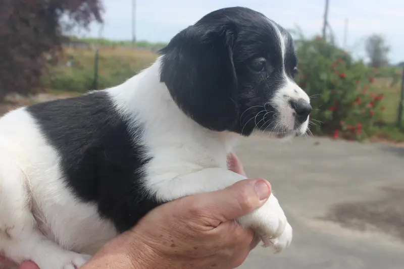 Photo de l'élevage Des t'Chiots Picards