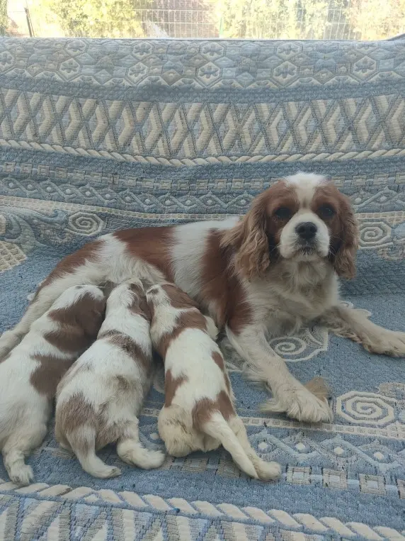 Portée de Cavalier King Charles, élevage Du Marais du l'Ingon
