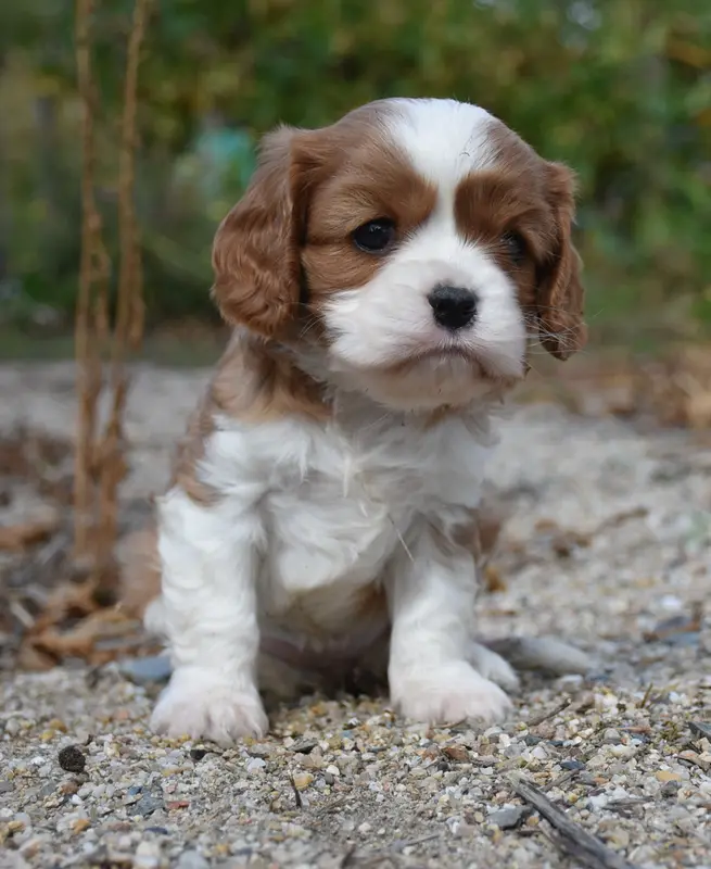 Portée de Cavalier King Charles, élevage De la Combe Berail