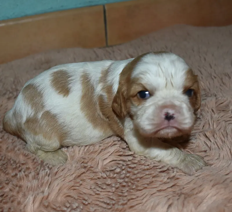 femelle blenheim, Cavalier King Charles, élevage De la Combe Berail