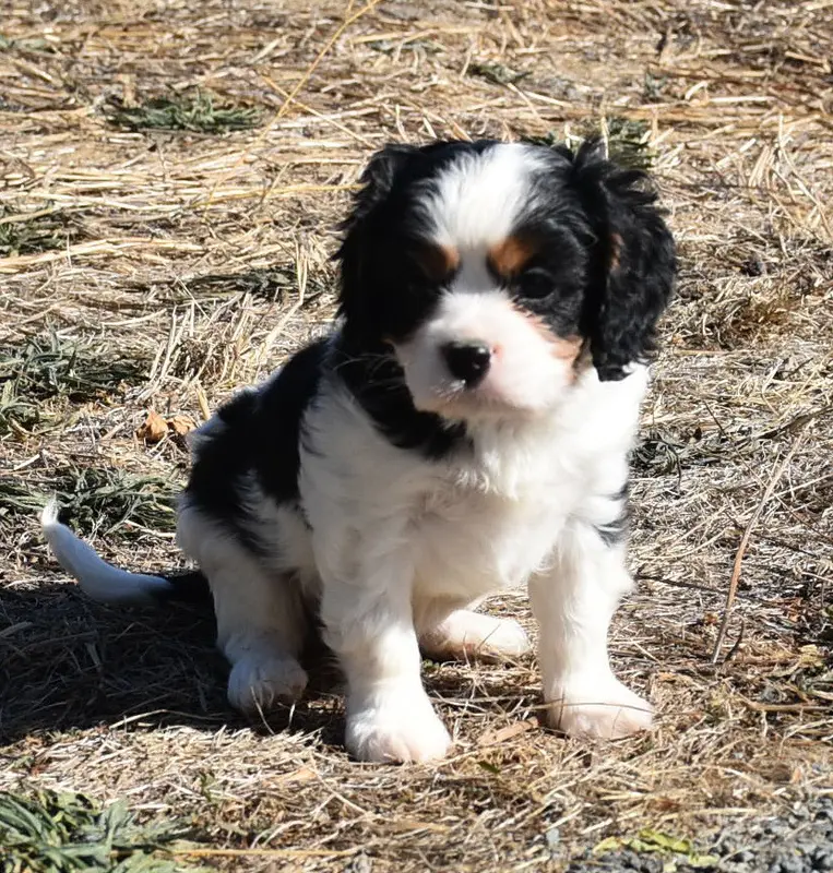 BENJI male tricolore, Cavalier King Charles, élevage De la Combe Berail