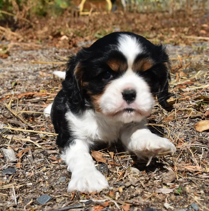 Portée de Cavalier King Charles, élevage De la Combe Berail