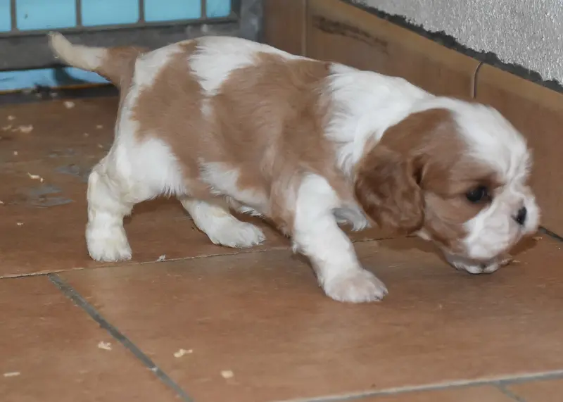 BELLIE femelle blenheim, Cavalier King Charles, élevage De la Combe Berail