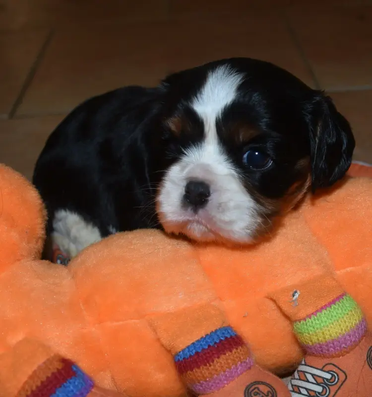 Portée de Cavalier King Charles, élevage De la Combe Berail
