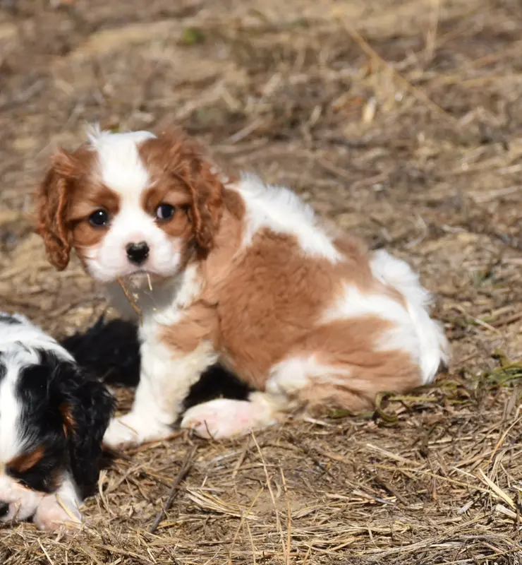 Portée de Cavalier King Charles, élevage De la Combe Berail