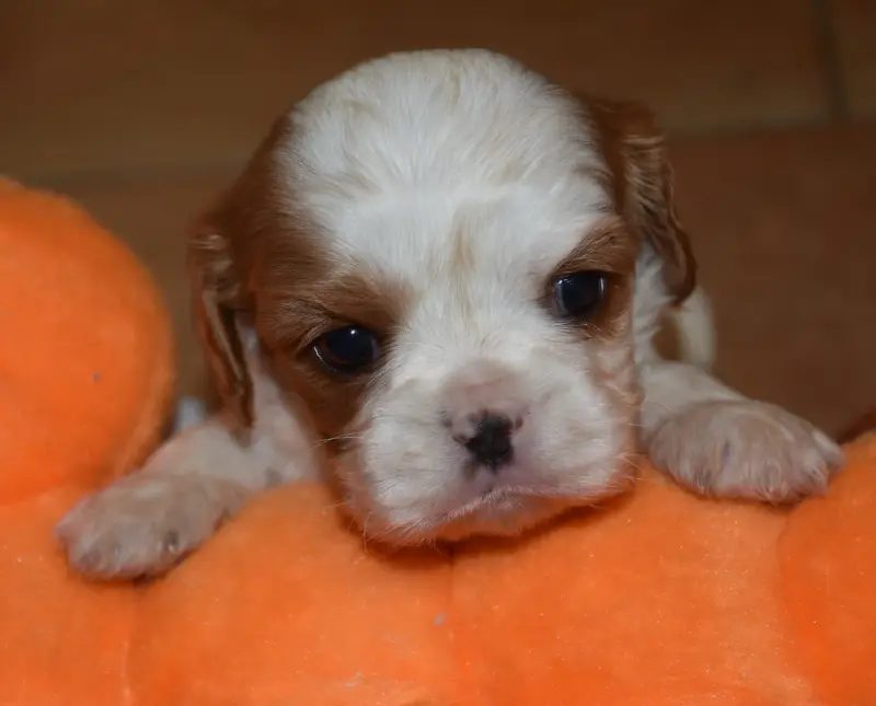 Portée de Cavalier King Charles, élevage De la Combe Berail