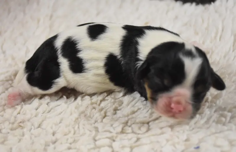 Portée de Cavalier King Charles, élevage De la Combe Berail