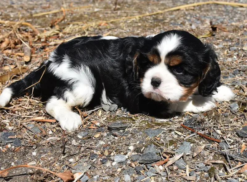 Portée de Cavalier King Charles, élevage De la Combe Berail