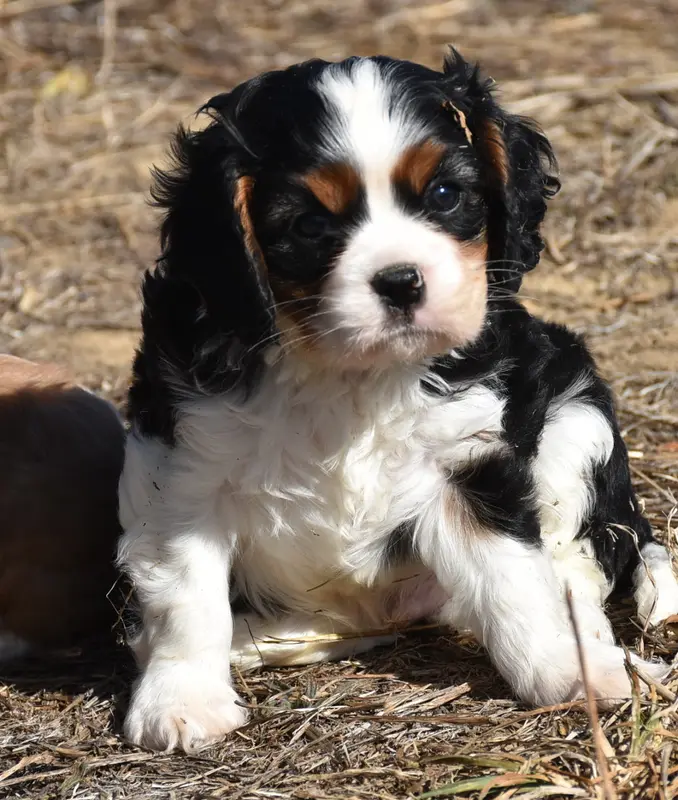 male tricolore, Cavalier King Charles, élevage De la Combe Berail