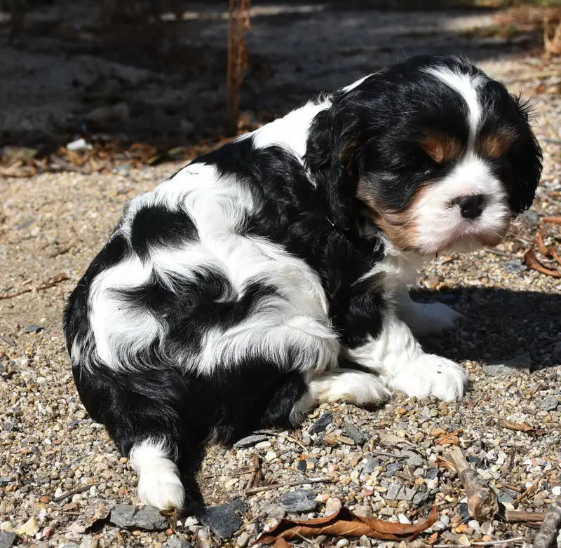 Portée de Cavalier King Charles, élevage De la Combe Berail