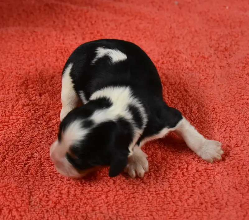 Portée de Cavalier King Charles, élevage De la Combe Berail