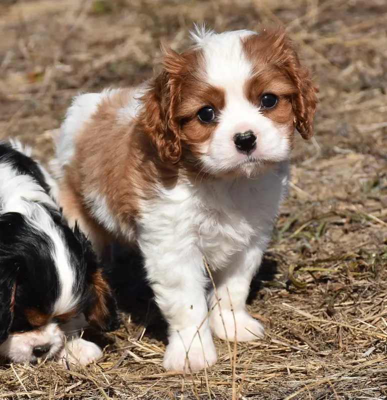 Portée de Cavalier King Charles, élevage De la Combe Berail
