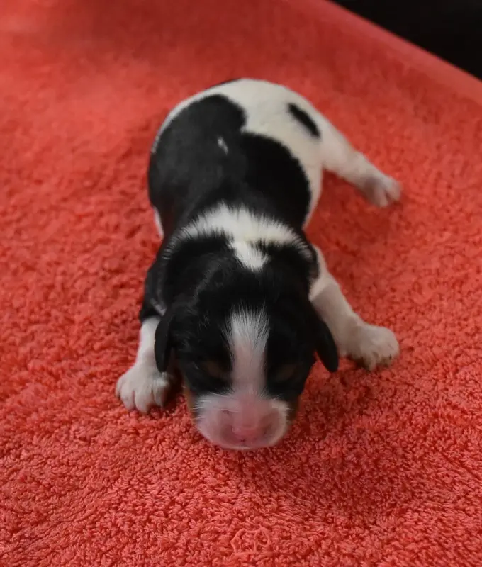 Portée de Cavalier King Charles, élevage De la Combe Berail