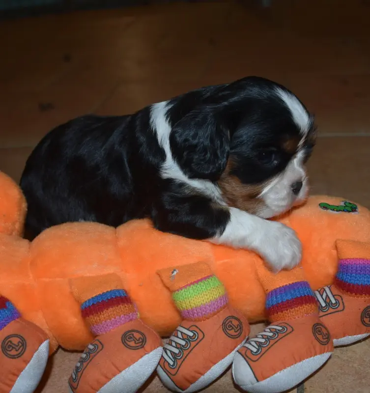 Portée de Cavalier King Charles, élevage De la Combe Berail