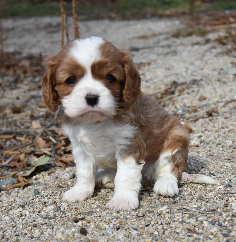Portée de Cavalier King Charles, élevage De la Combe Berail