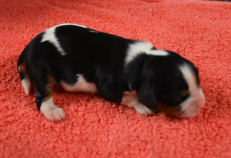 Portée de Cavalier King Charles, élevage De la Combe Berail