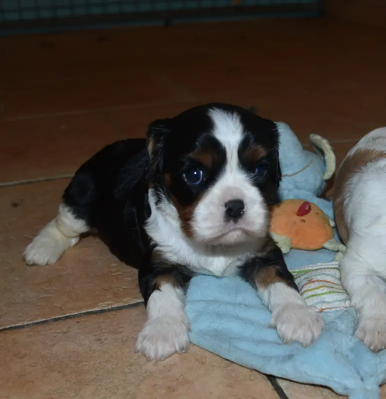 Portée de Cavalier King Charles, élevage De la Combe Berail