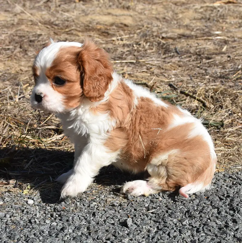 Portée de Cavalier King Charles, élevage De la Combe Berail