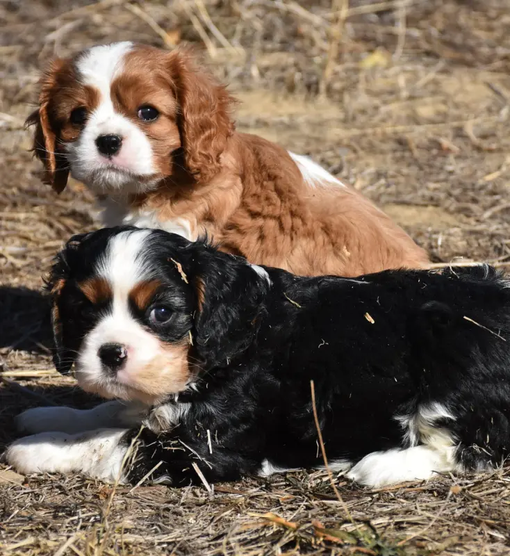 Portée de Cavalier King Charles, élevage De la Combe Berail
