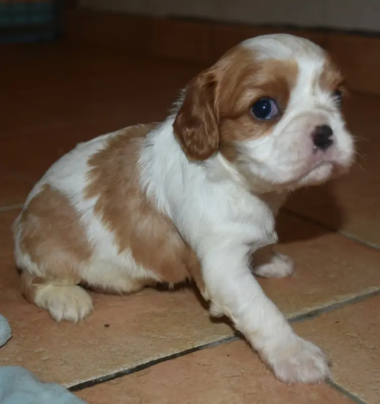 BETTY femelle blenheim, Cavalier King Charles, élevage De la Combe Berail