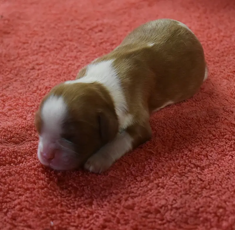 Portée de Cavalier King Charles, élevage De la Combe Berail