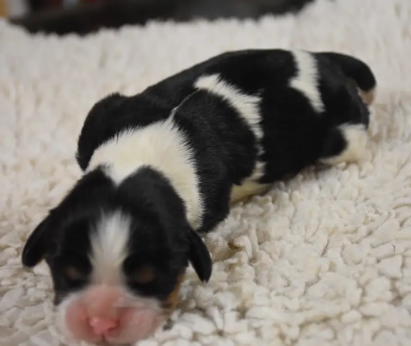 Portée de Cavalier King Charles, élevage De la Combe Berail