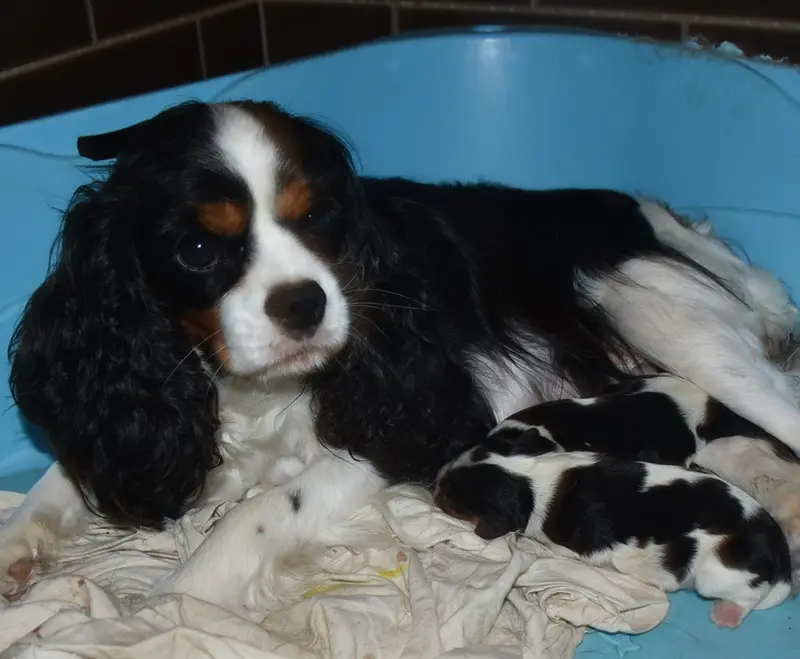 Portée de Cavalier King Charles, élevage De la Combe Berail