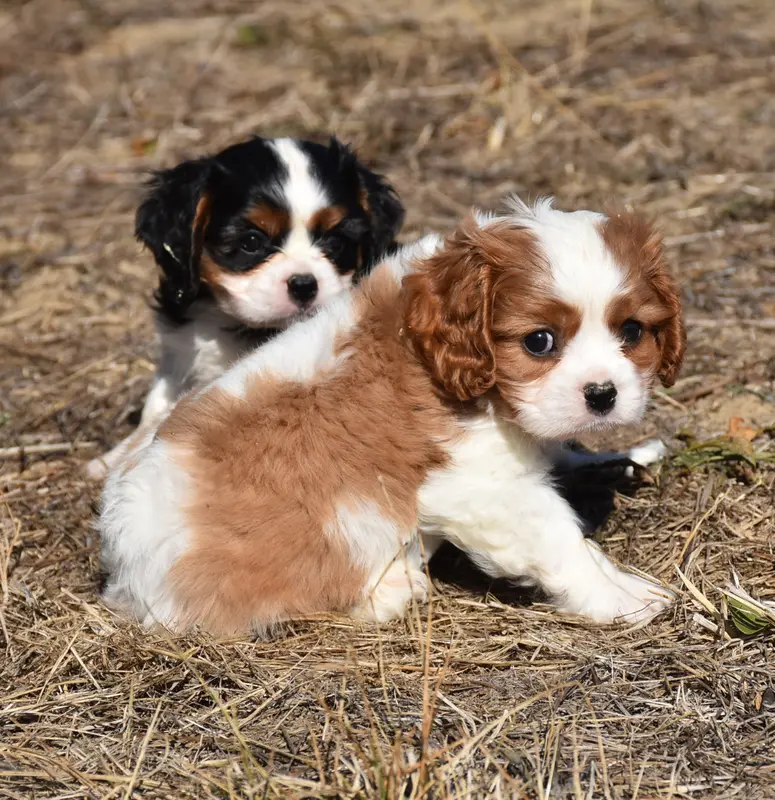 Portée de Cavalier King Charles, élevage De la Combe Berail