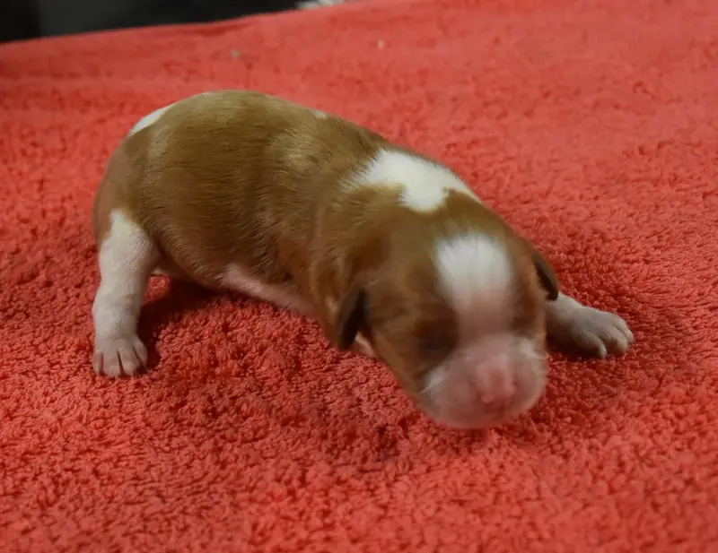 Portée de Cavalier King Charles, élevage De la Combe Berail
