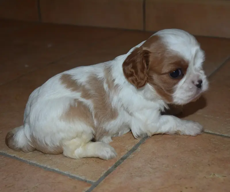 Portée de Cavalier King Charles, élevage De la Combe Berail