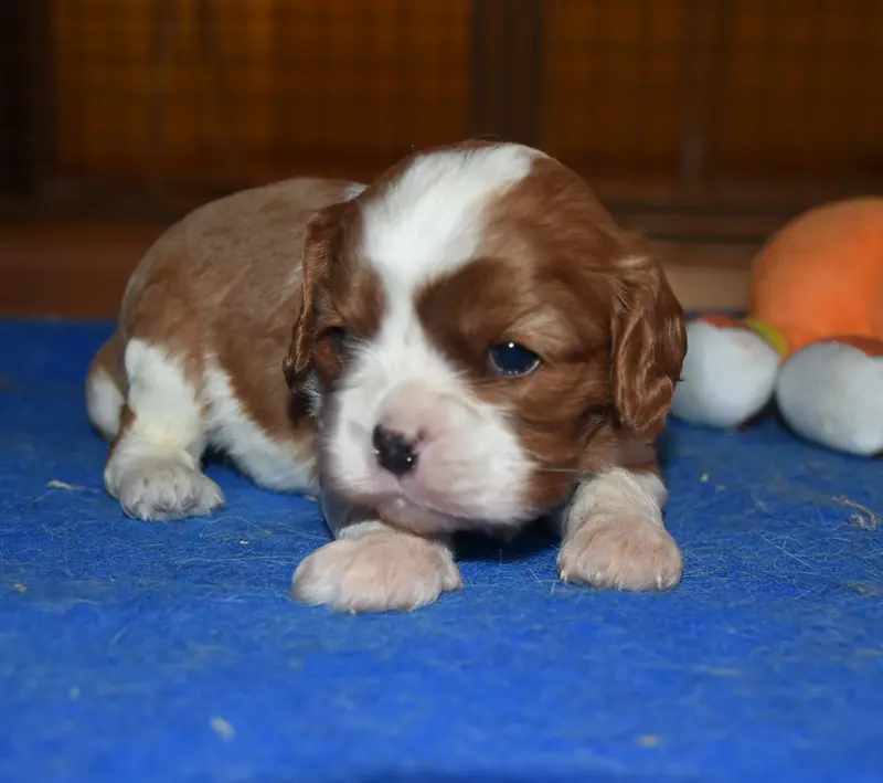 Portée de Cavalier King Charles, élevage De la Combe Berail