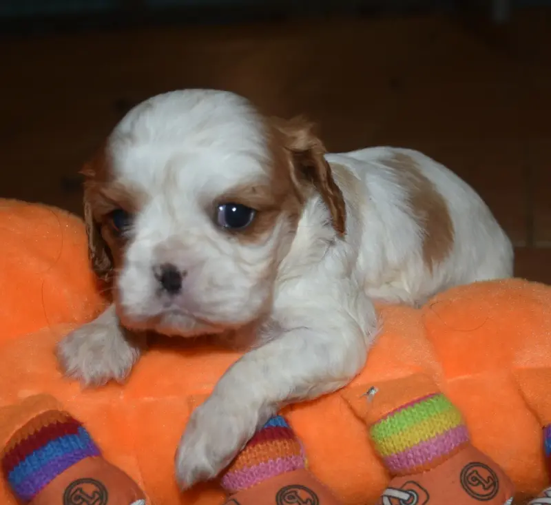 Portée de Cavalier King Charles, élevage De la Combe Berail
