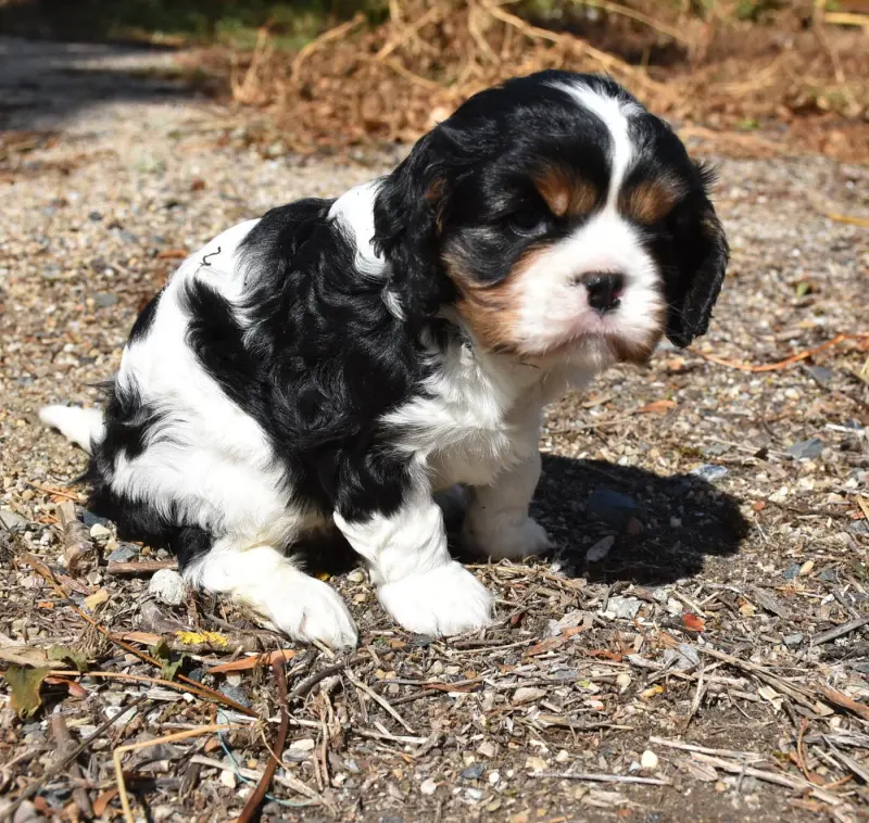 Portée de Cavalier King Charles, élevage De la Combe Berail