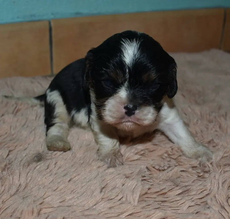 BOUNTY male tricolore, Cavalier King Charles, élevage De la Combe Berail