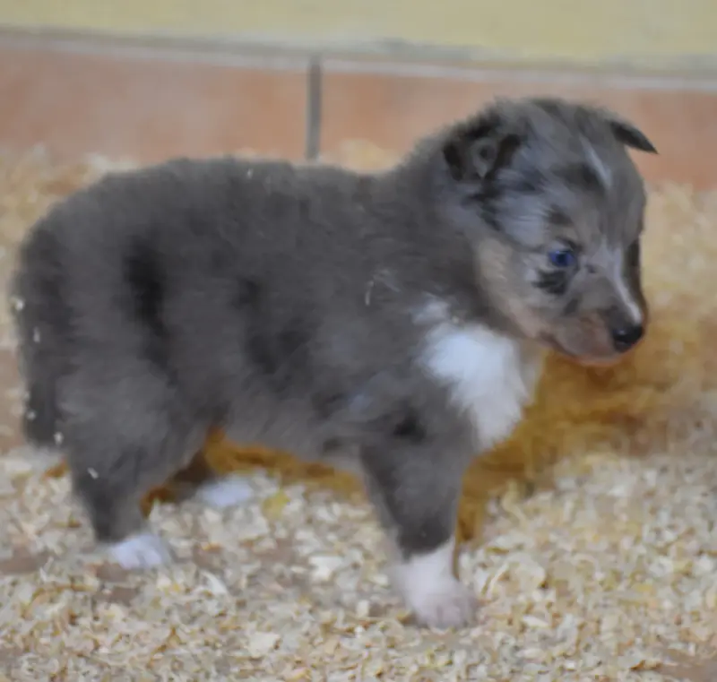 male bleu merle, Berger des Shetland, élevage De la Combe Berail