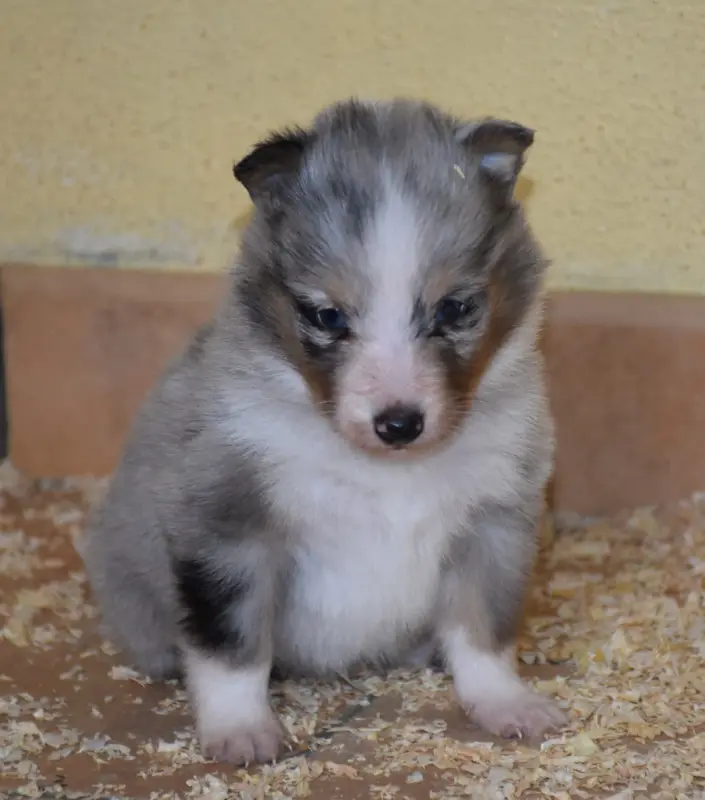 male bleu merle, Berger des Shetland, élevage De la Combe Berail