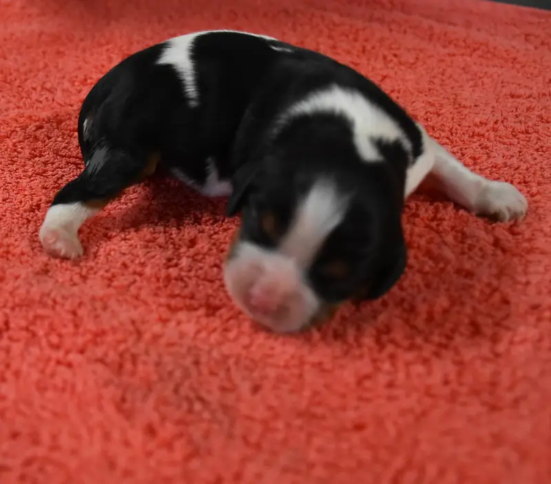 Portée de Cavalier King Charles, élevage De la Combe Berail